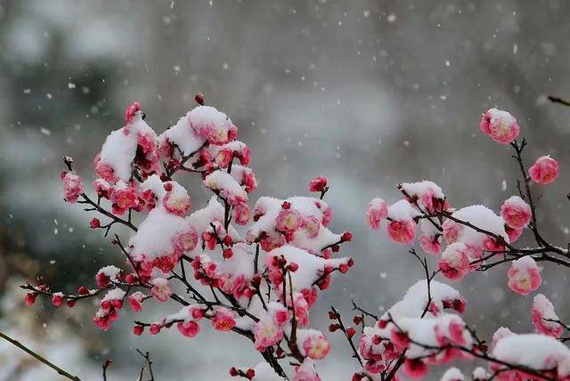 雪梅 文/郜明锋——都市头条——上海头条