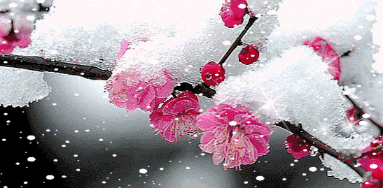 愿竹能识吾真意,银花坠落略带红. 百花销禁冷风吹,独有寒梅冒死生.