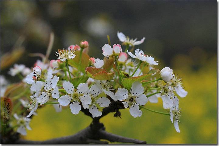 【璧合珠联】出句:一树寒梨花带雨|老世空间 对句|张海源 高崇等