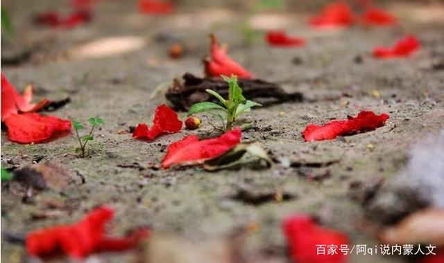 生活天行健 君子以自强不息 人生地势坤 君子以厚德载物 落红不是