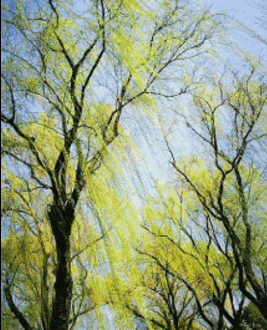 雨润溪边小草青,花开岸上散香亭. 不知百鸟晴空唱,入耳三声韵送情.