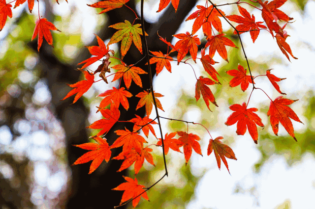 秋风吹起的时候,枫叶   红透了山野,浓透了秋意   一种凄美里有落叶