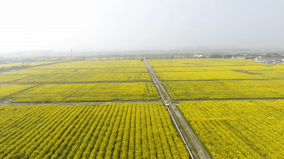 枫雅汇看图约诗第179期咏油菜花