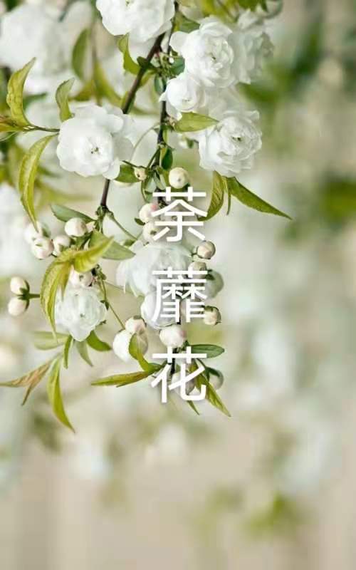 韩庚的《荼蘼花》