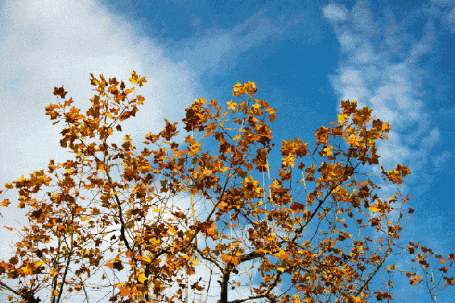 【我喜欢秋天】作者:张诚 主播:禾子【采菊文苑美文美