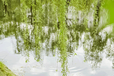 七绝春光无限外三首文依兰