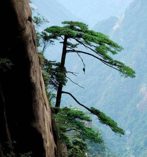 敬和谭道利老师《初夏闲吟 春咏繁花自不悲 夏成嫩果历惊雷.