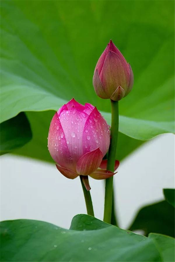 梅若魂《骤雨打新荷》诵读/大宇