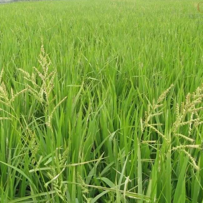 05.26 附《稗子/萧水金 稗草苗荘高过禾 抢肥抽穗出风头.