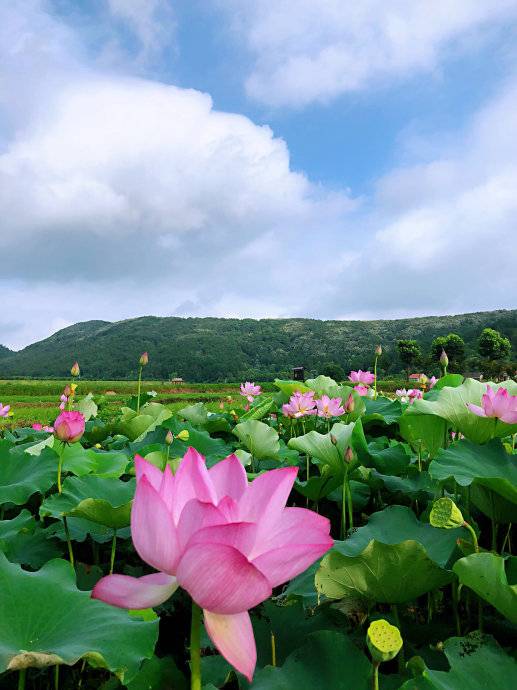 黄科《七绝 荷塘景色》诵读/玉华