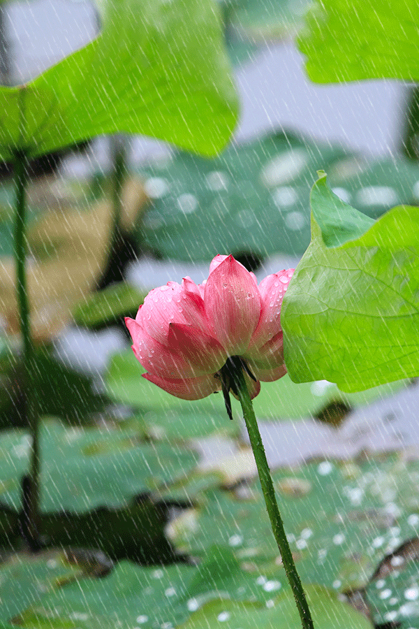 七绝||芒种时节 文/乌永林