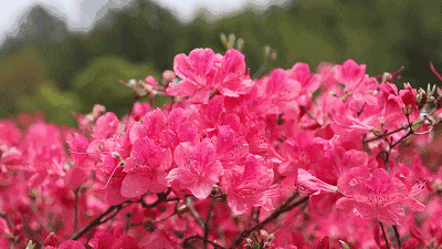 书籍力荐《世界诗歌作家选集》旗下六大平台总编审玛