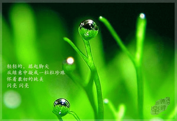 瞬间,迷了眼,醉了心 《睡莲》 这个季节,不想喧闹 只想择一安静地方