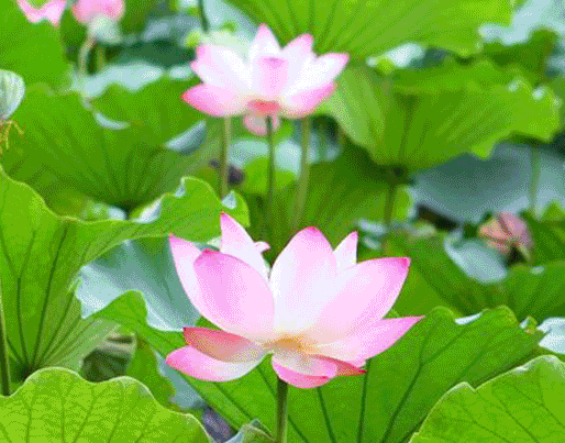 2021年最新动态壁纸,2021苹果手机动态壁纸 2021年第26期【小暑诗词专刊】出题人/黄叶树Ⅱ审核人/子夜《采菊文苑