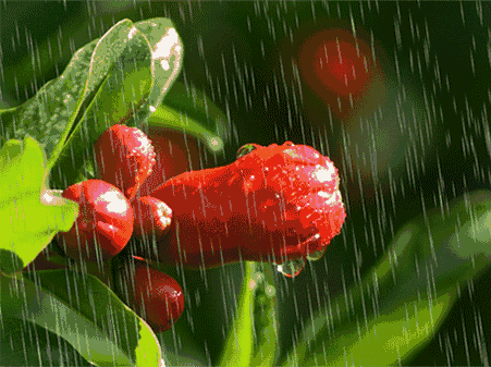 佳作欣赏七月文joy