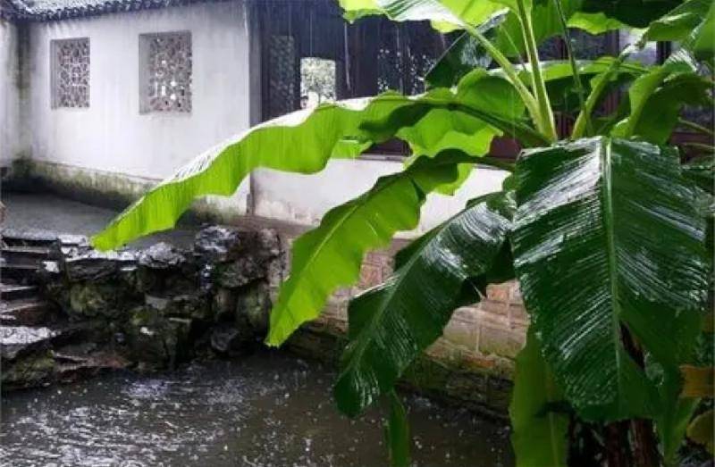 雨弹芭蕉 盛夏夜曲江南梦 雨弹芭蕉流叮咚.