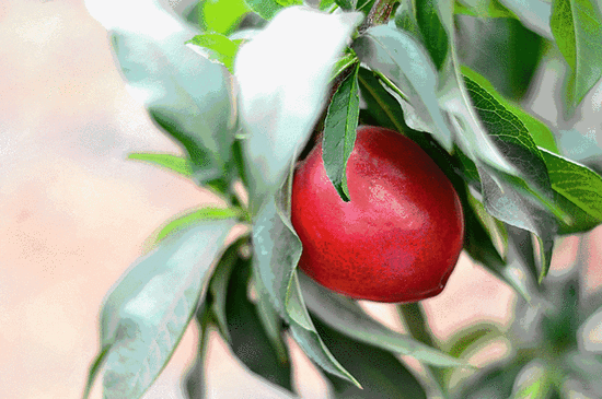 550_365gif 动态图 动图