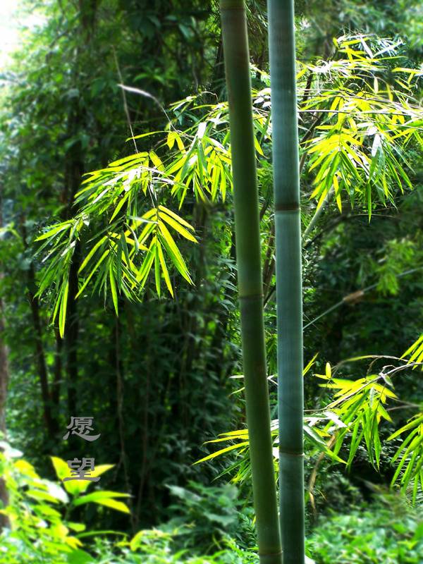 都市头条向幸福出发编辑部第五期曲度式诗四首梅兰竹菊作者金秋果