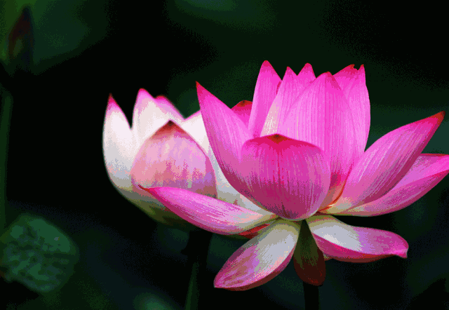 2021年第28期咏荷花61绝句专刊出题人黄叶树Ⅱ审核人子夜采菊文苑第