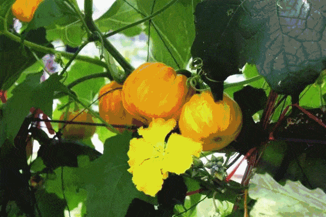 南瓜文||彭渊(贵州)