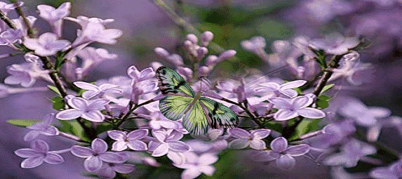 世界华人中国岭南诗词【第687期】品鉴琅琊鹤张(张崇