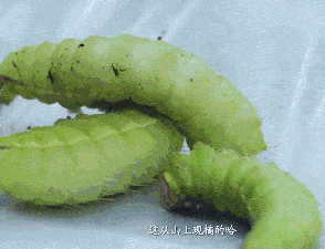 294_225gif 动态图 动图