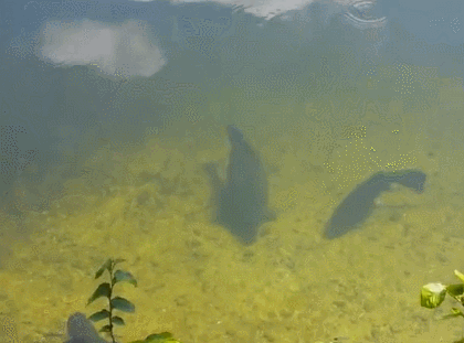 如翻动一本《诗经》 选址   打窝   抛杆 带刺的钩射出 目注鱼漂 一副