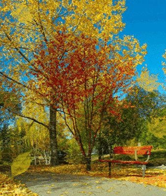 佳作欣赏〕晚秋素描//文/王志辉