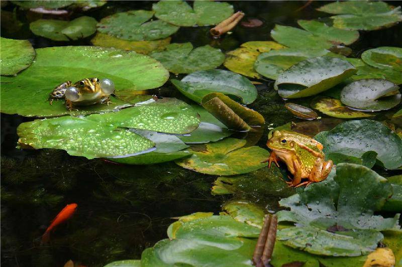 夏日抒怀四首 文/薛志斌 主播/悠悠