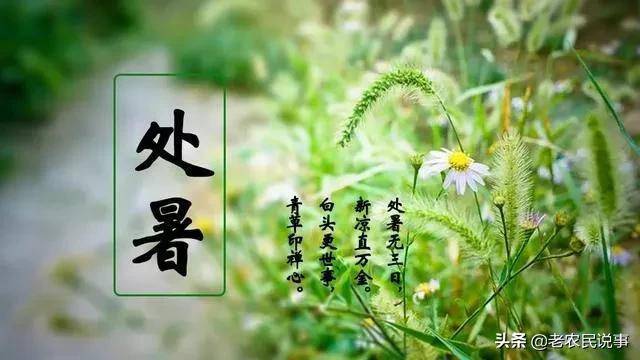 处暑将至 作者 方成 主播 紫韵