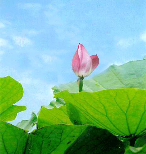 七律‖咏荷 作者‖李彦栋