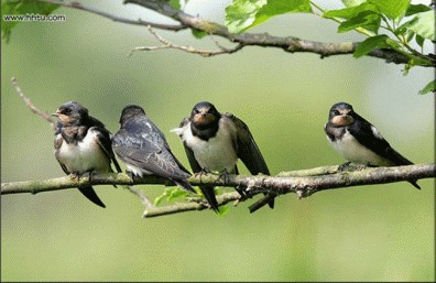 文/曲连坤(枰羊老祖) 中春回返燕子.邂逅山村里.