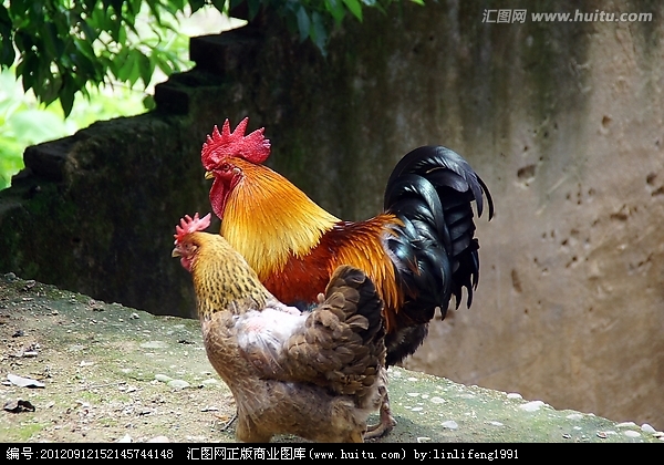 不管是公鸡还是母鸡一点都不低调,公鸡早上自己醒来第一件事就