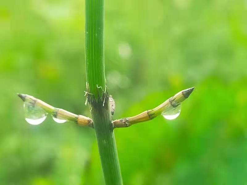 白露咏锁眼草(五首)丨文/黄发滨