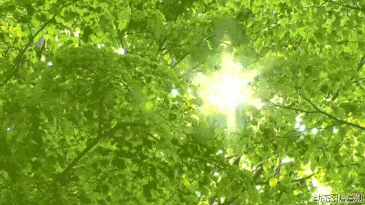 时光匆忙的脚步声里 春天又来 一片大自然优美的葱绿还有满树繁花的