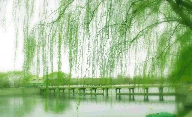 中国诗人作家网当代诗人唐秀德雨后河道畔的垂柳