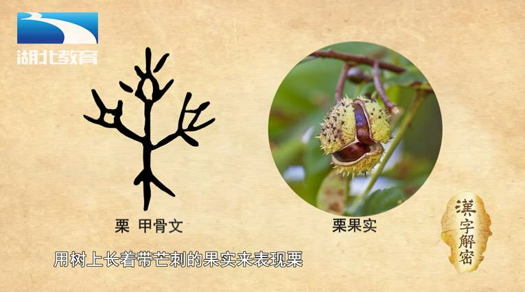金文的"果"画了一棵树上结满了籽的果子的样子.