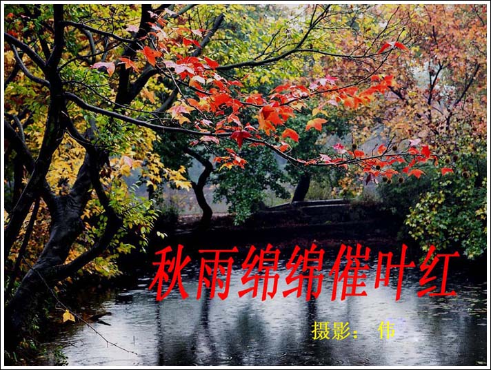 秋雨缠绵拍打霜华