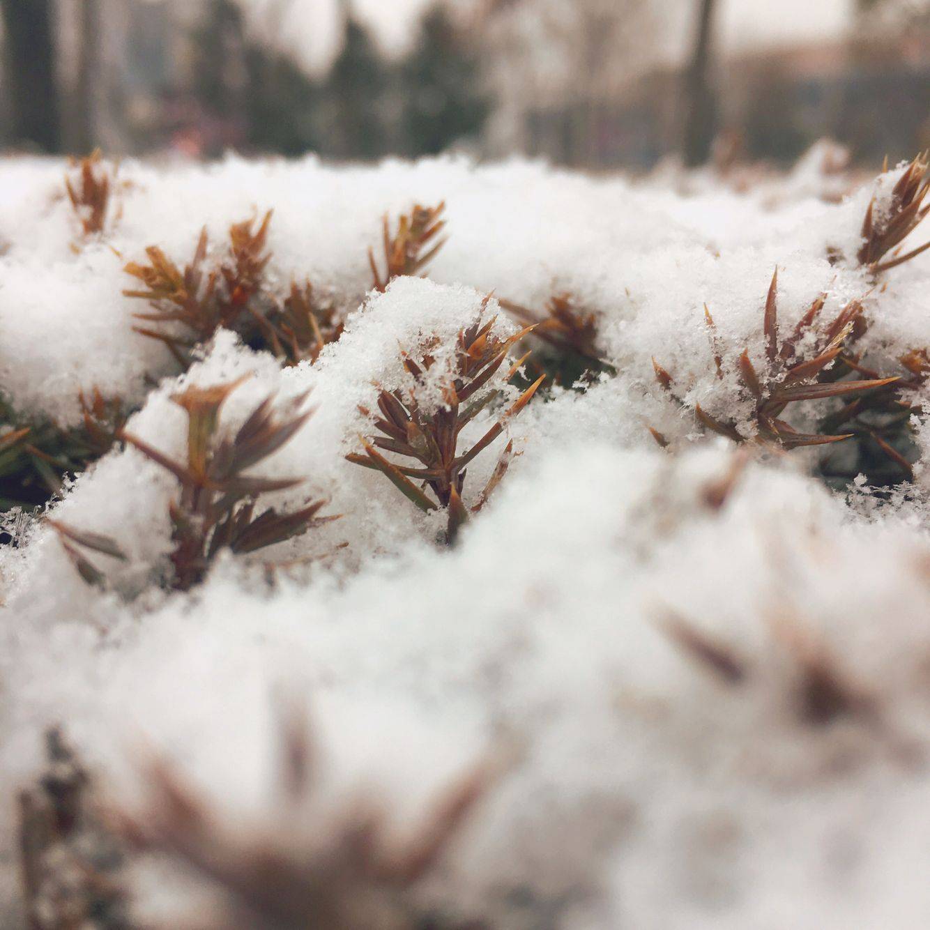 初雪