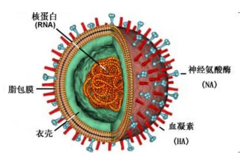 下图为病毒结构 5, 植物病毒不死