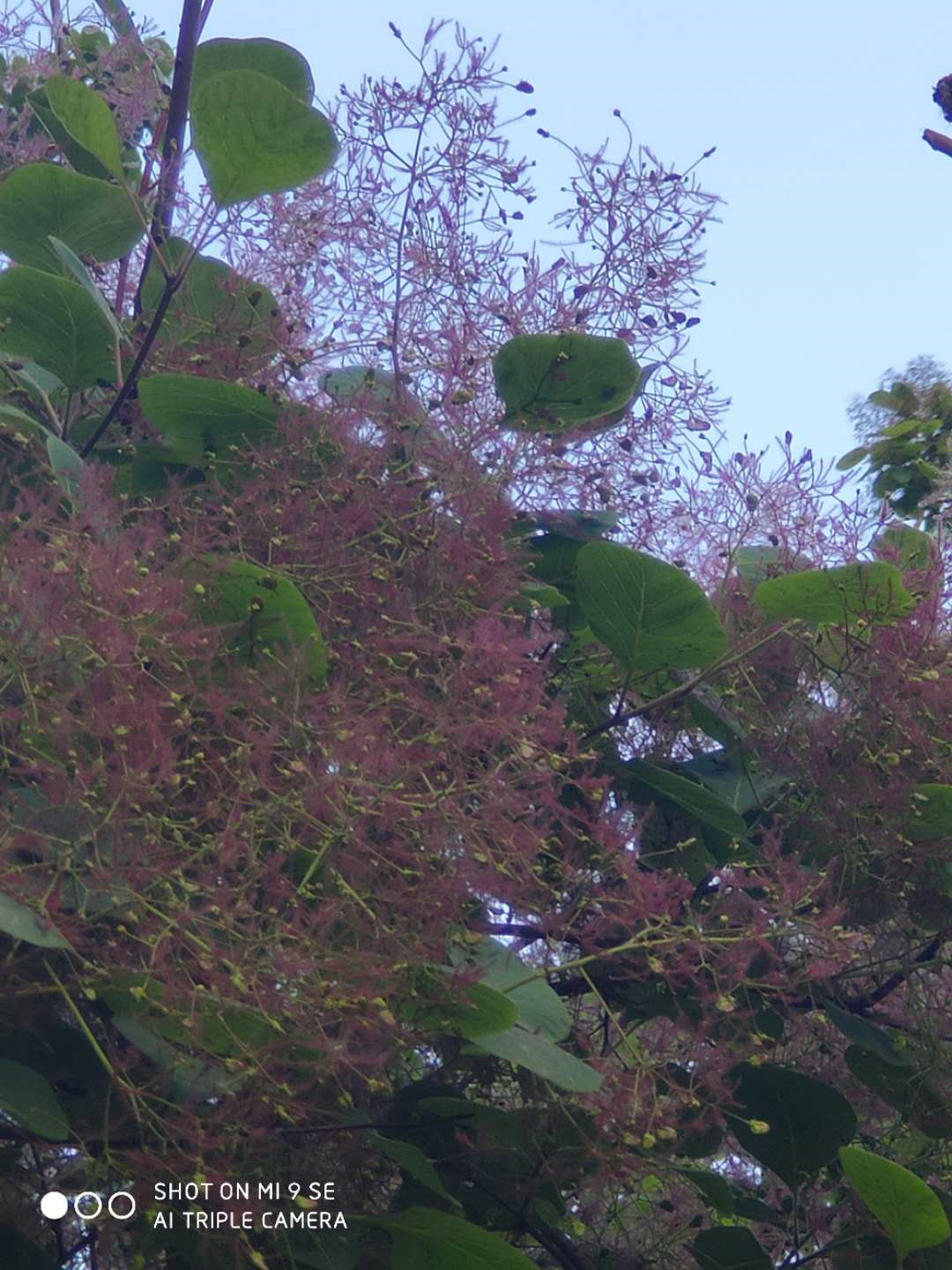 黄 栌花赞 林梦堂