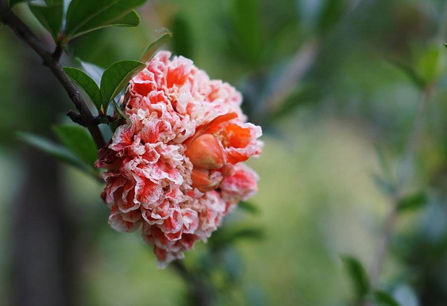 林梦堂:五月的榴花