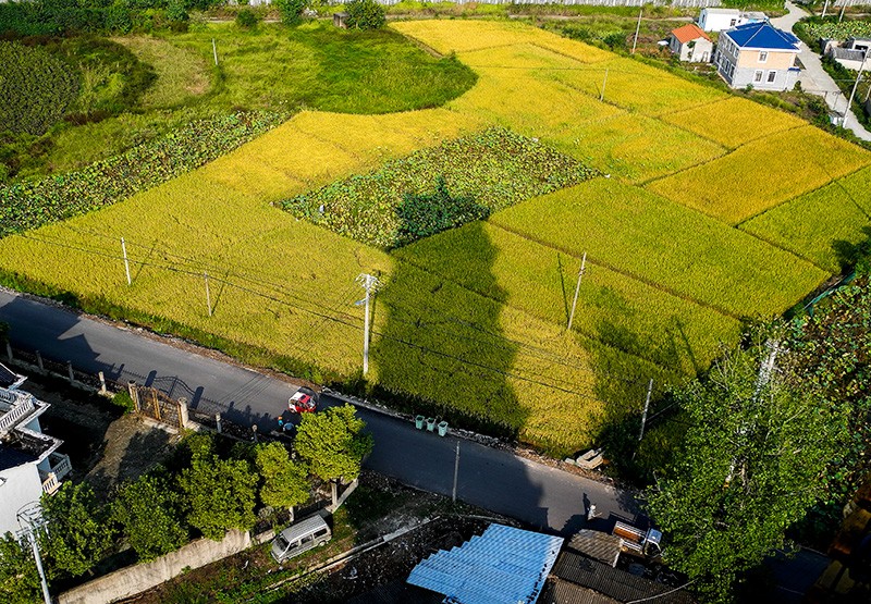 稻田金灿灿,鸡鸭满圈跑 湖北省鄂州市蒲团乡石竹村喜迎2020第三个