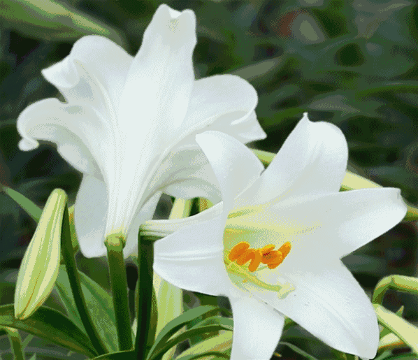 【精品】 野百合 作者:戚多稼