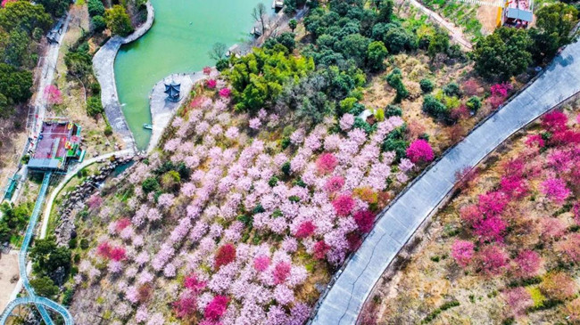 醉美宁波:绿野达人谷10万樱花向远方的朋友"樱樱"招手示爱