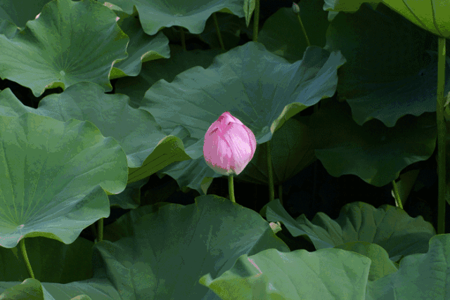 gif&refer=http___5b0988e595225.cdn.sohucs[3].gif