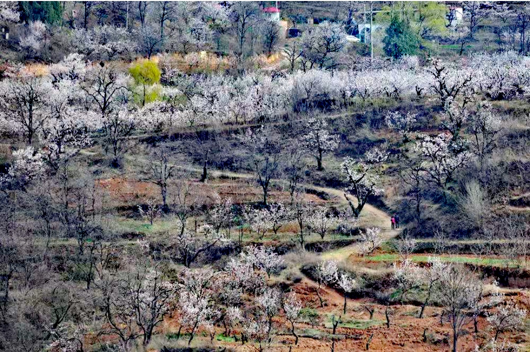 脱掉棉袄的孩童 轻快了脚步 飞奔 扬起的小手 花满山川 河水柔柔的