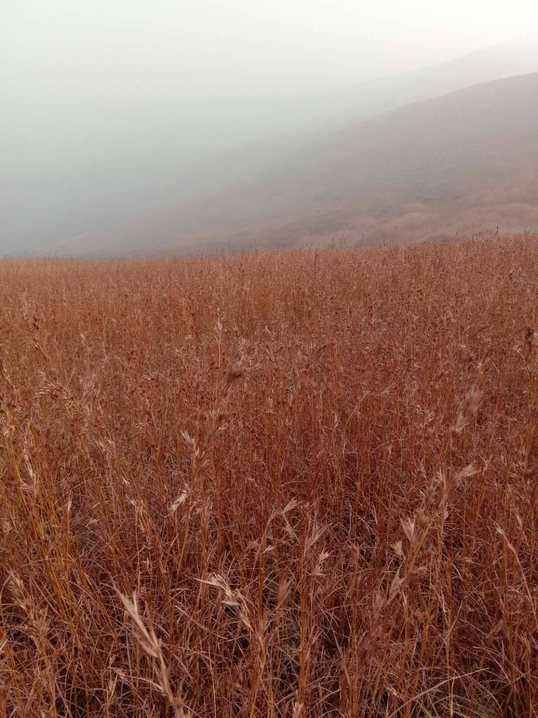 太阳的光辉 天公的几许清泪 小风只那么轻轻一吹 那草儿便在春日里烟