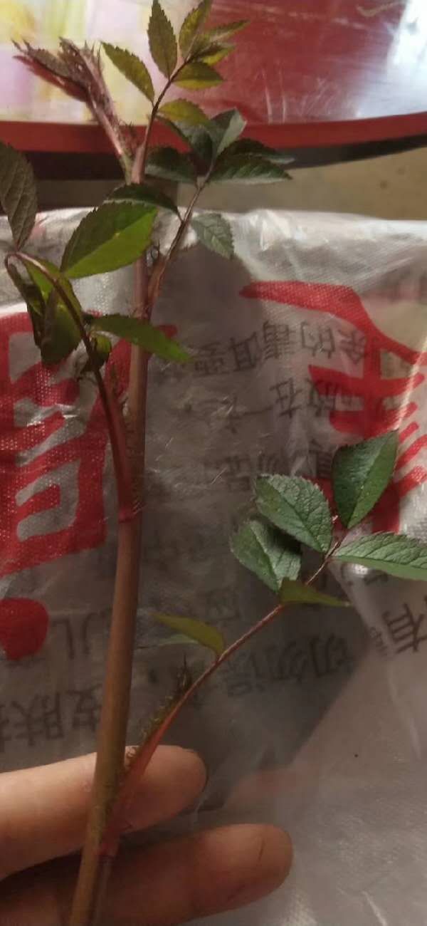 红刺根 文/李德顺(湖北)