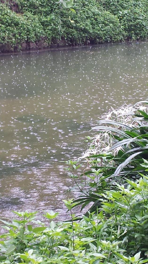 初秋晨雨 文/尚衷岐